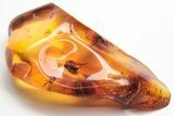 Detailed Fossil Moth Fly, Fly, and Ant in Baltic Amber #207552-1